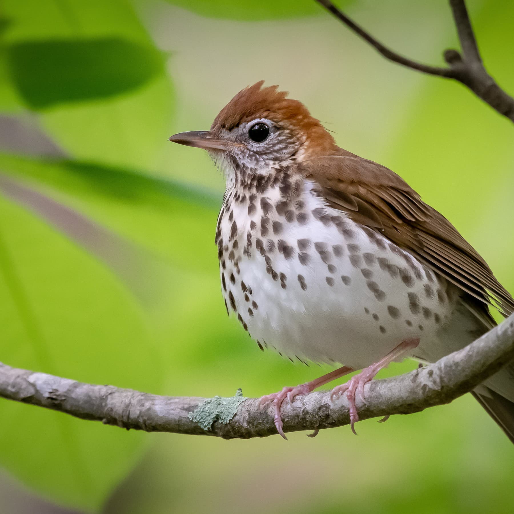 I. Songs of the wood thrush II. Songs of the forest